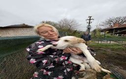 Mixed Breed dogs for adoption: Debs - North Walsham Norfolk  - Advert 5