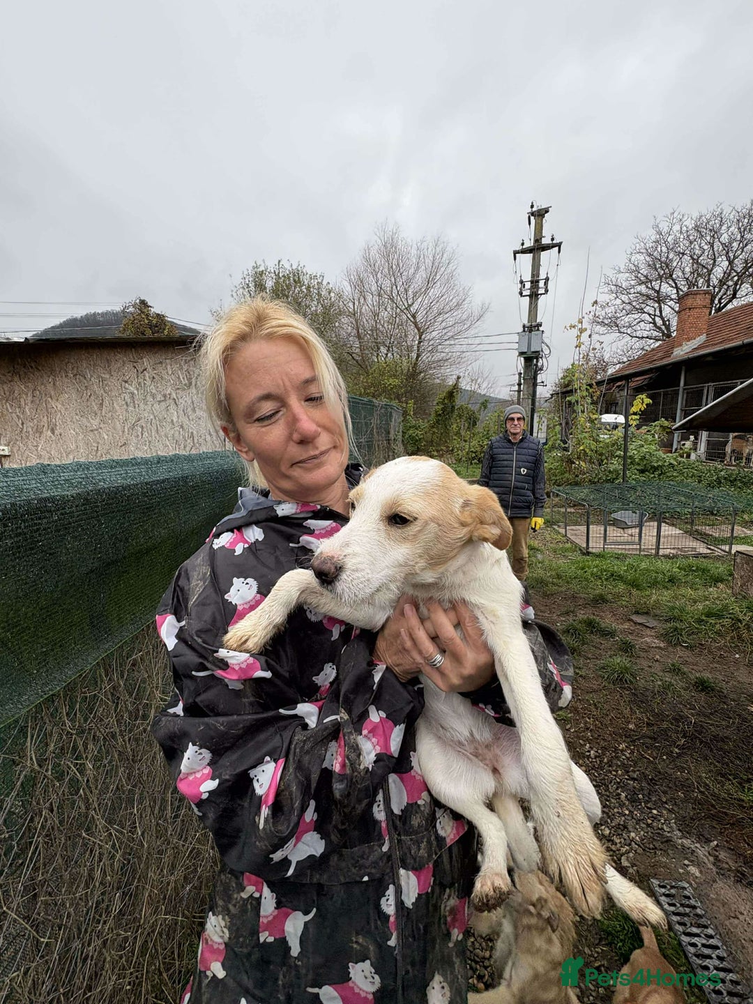 Mixed Breed dogs for adoption: Debs - North Walsham Norfolk  - Advert 5