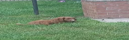 Cockapoo dogs for sale: Red and apricot cockedpoo puppys - Advert 8