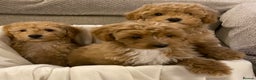Cavapoo dogs for sale: RED & WHITE CAVAPOO PUPPIES TOP QUALITY BREEDER - Advert 11
