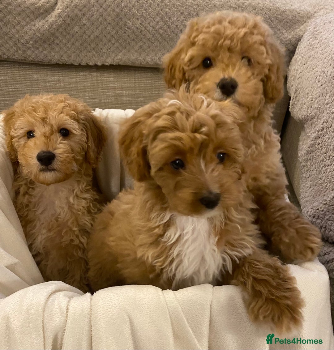 Cavapoo dogs for sale: RED & WHITE CAVAPOO PUPPIES TOP QUALITY BREEDER - Advert 11