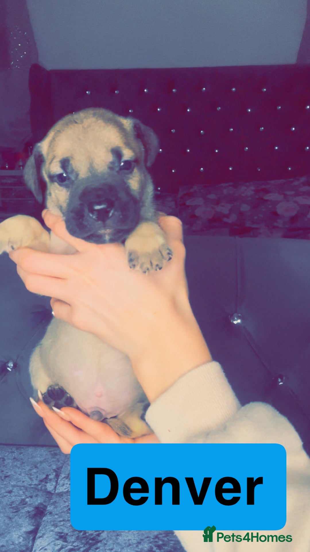 Mixed Breed dogs for sale: Mastiff puppies - Advert 13