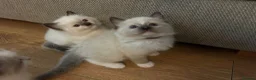 Ragdoll cats for sale: 🐾1 Boy left available🐾 - Advert 8