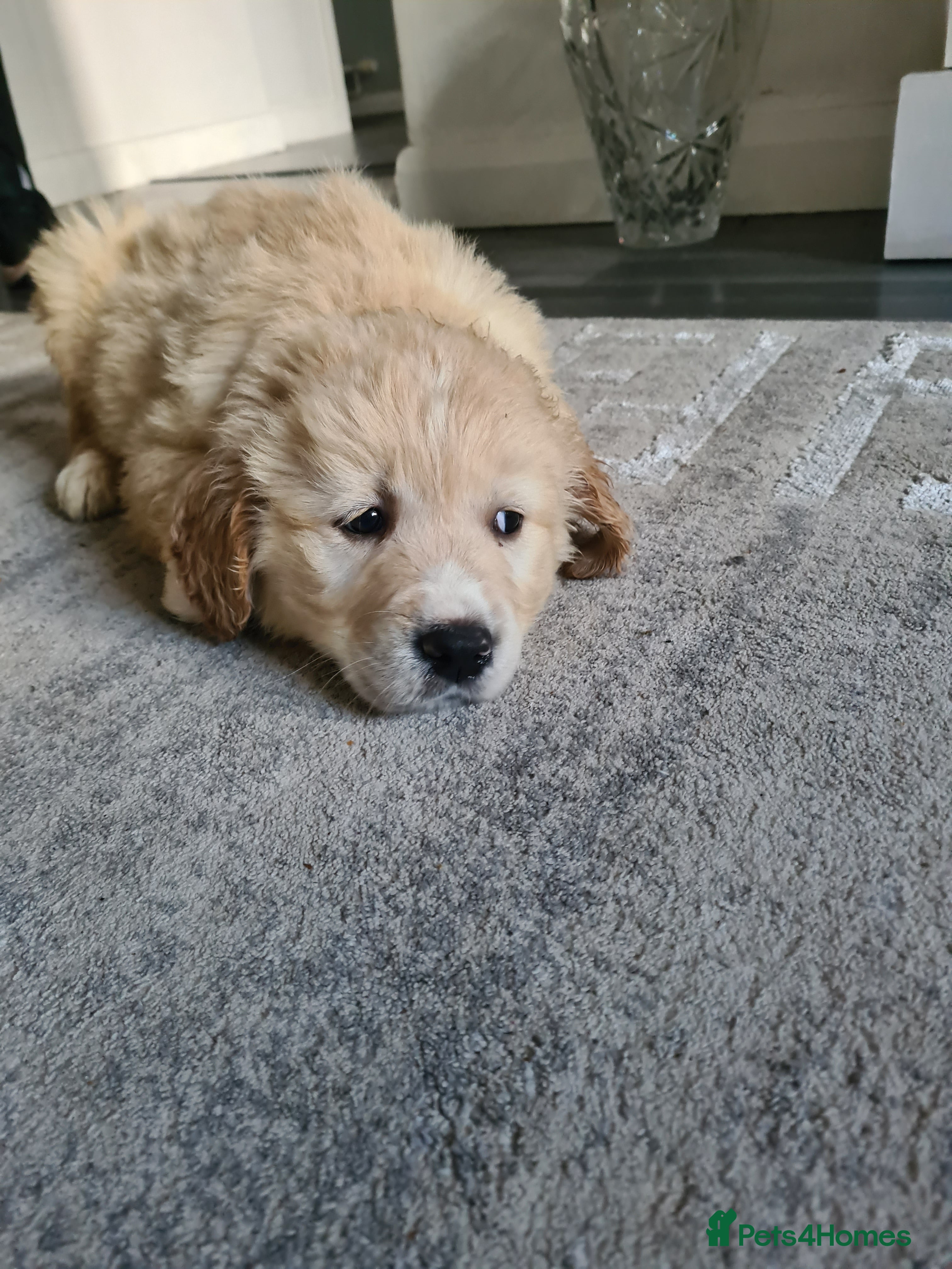 Golden Retriever dogs Golden retrieve puppy's  - Advert 4