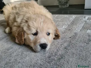 Golden Retriever dogs Golden retrieve puppy's - Advert 3