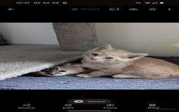 Mixed Breed cats for sale: Beautiful healthy kittens - ONLY 2 AVAILABLE 😍😍 - Image 8
