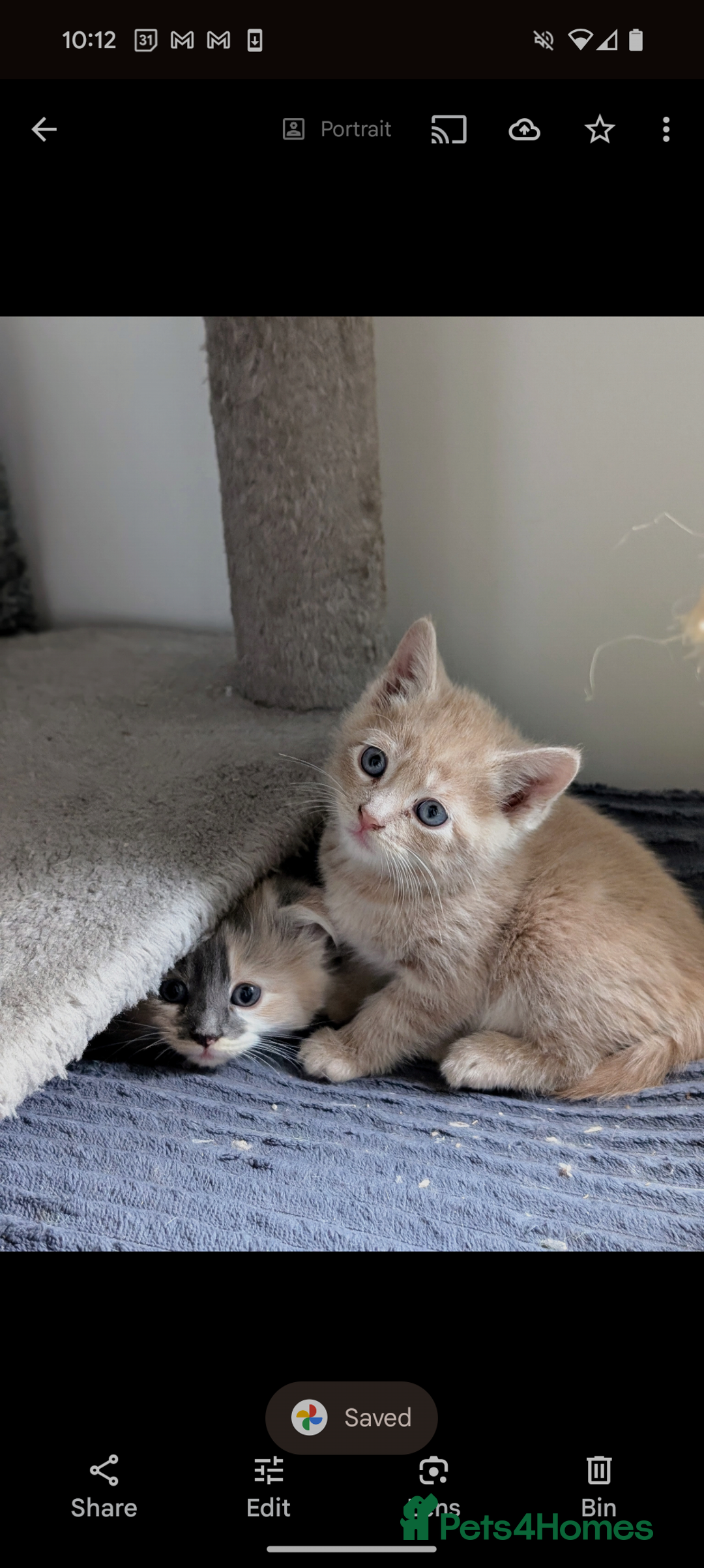 Mixed Breed cats for sale: Beautiful healthy kittens - ONLY 2 AVAILABLE 😍😍 - Image 8