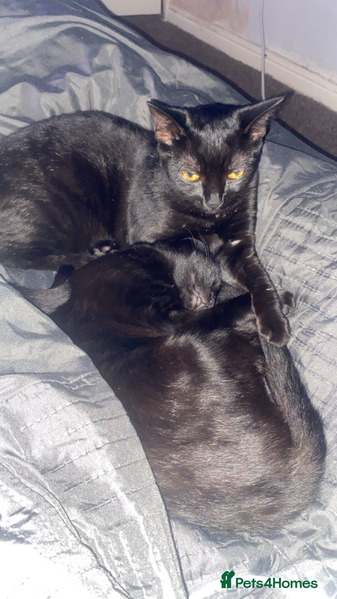 Bombay cats for sale: 2 black cats  - Advert 3