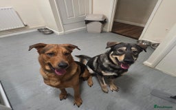 Mixed Breed dogs for sale: Max The GSD X Rottweiler  - Image 3