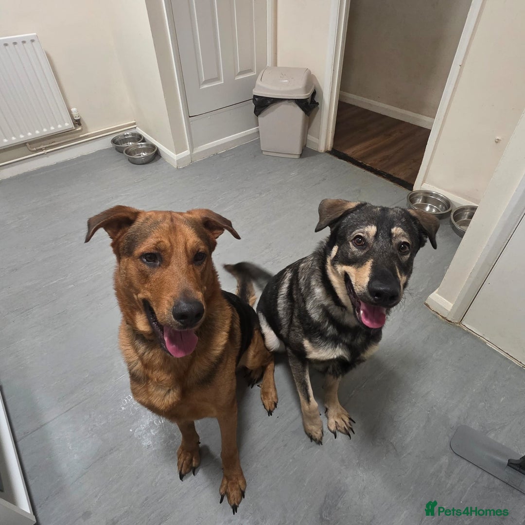 Mixed Breed dogs for sale: Max The GSD X Rottweiler  - Image 3