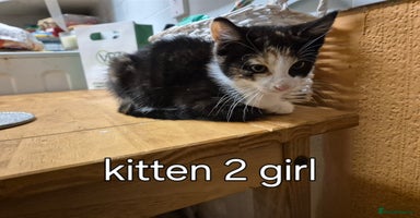 Mixed Breed cats - Advert 6