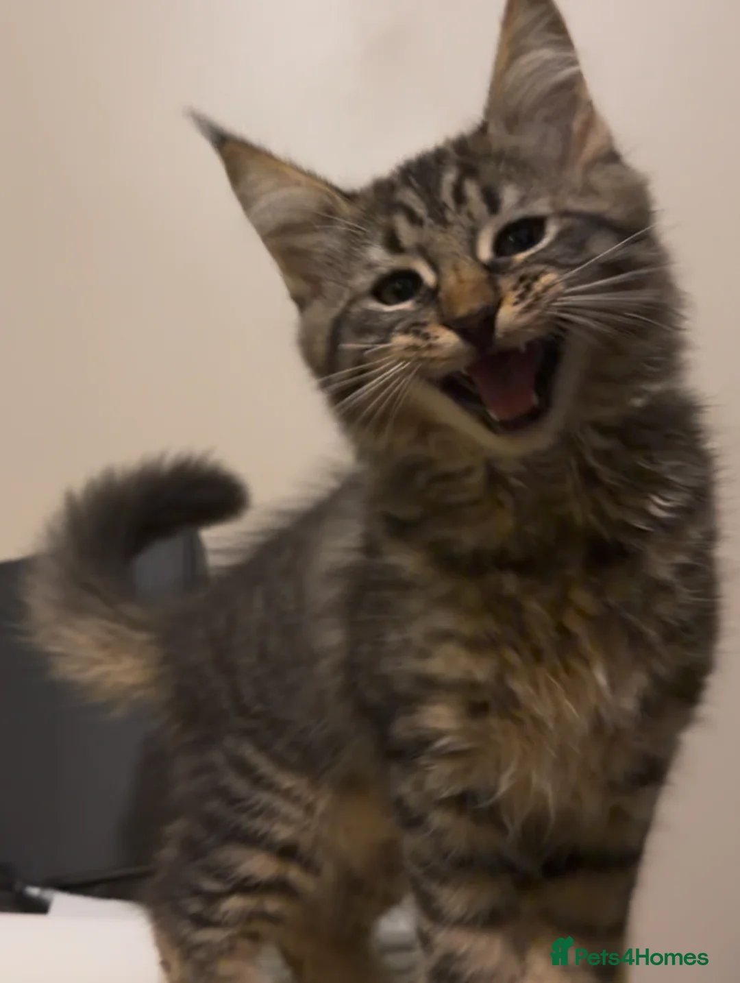 Maine Coon cats for sale: FINAL BOY! Maine Coon Cross Kitten Ready Now!  - Advert 7