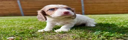 Cockapoo dogs for sale: Beautiful F1 Cockapoo Babies 🐾🐾🐾 - Advert 12