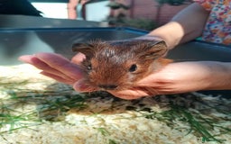 Guinea Pig rodents for sale: 4 sows - Image 1