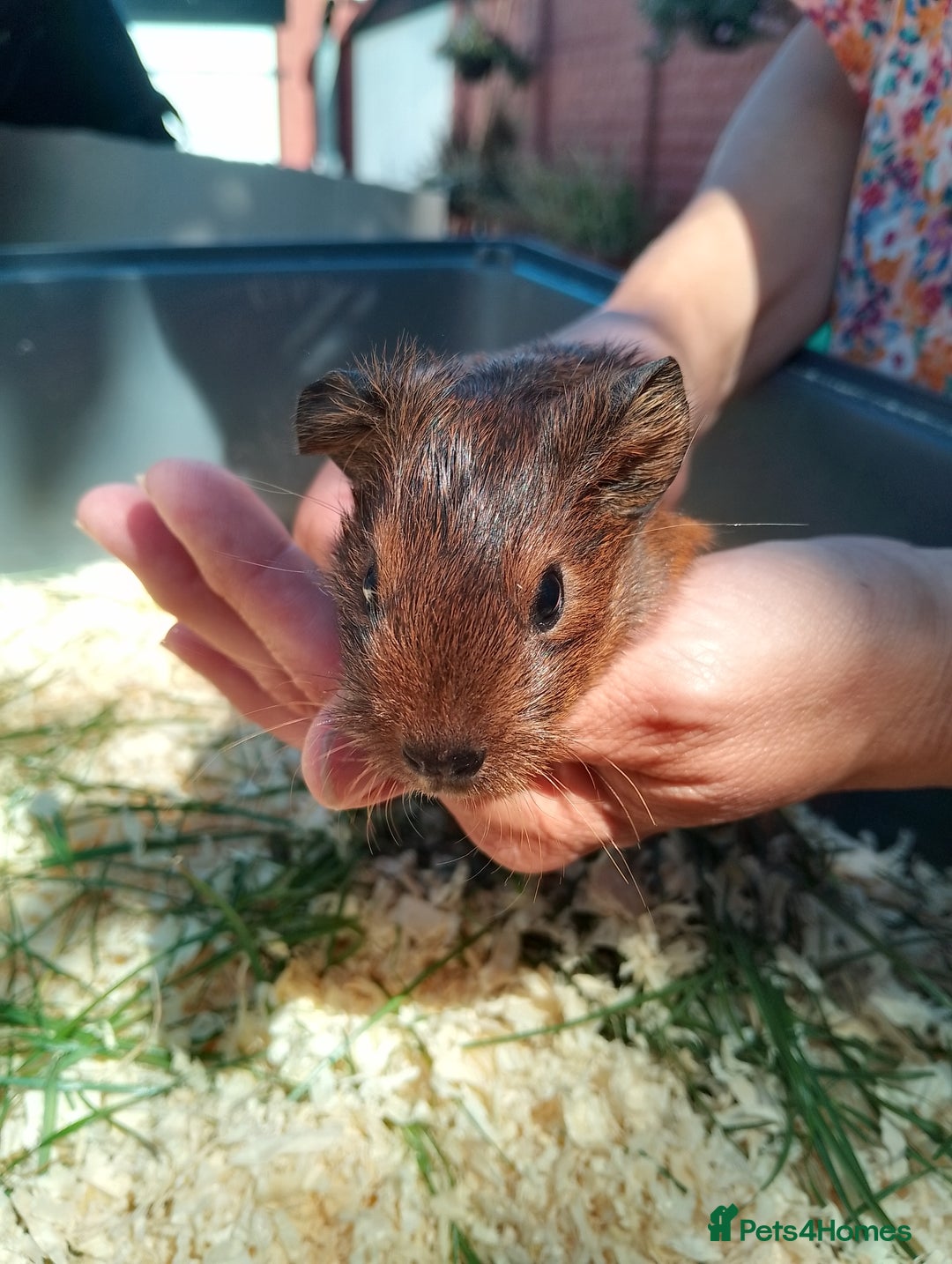 Guinea Pig rodents for sale: 4 sows - Image 1