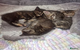 Bengal cats for sale: Stunning bengal X kittens - Image 4