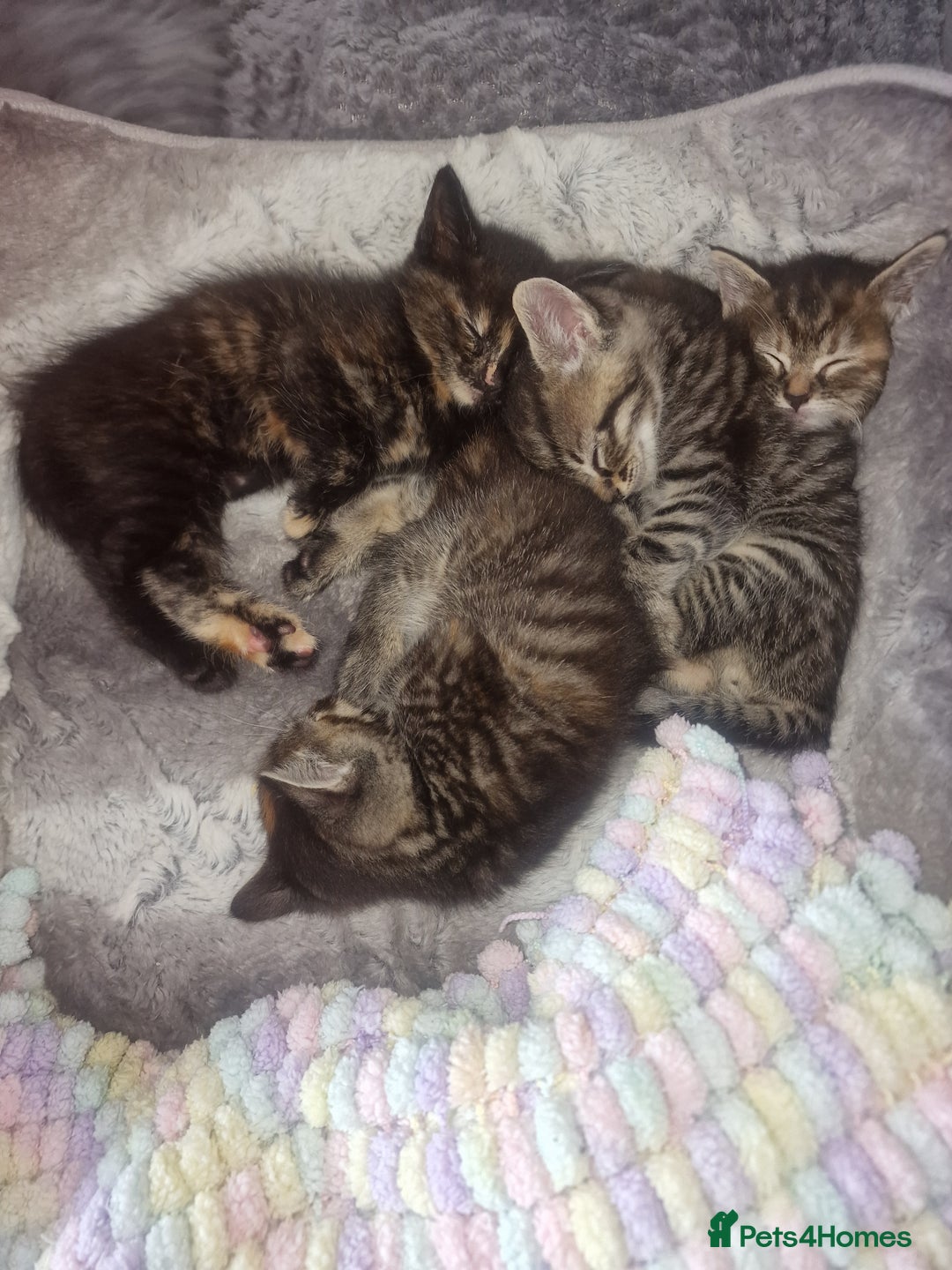 Bengal cats for sale: Stunning bengal X kittens - Image 4