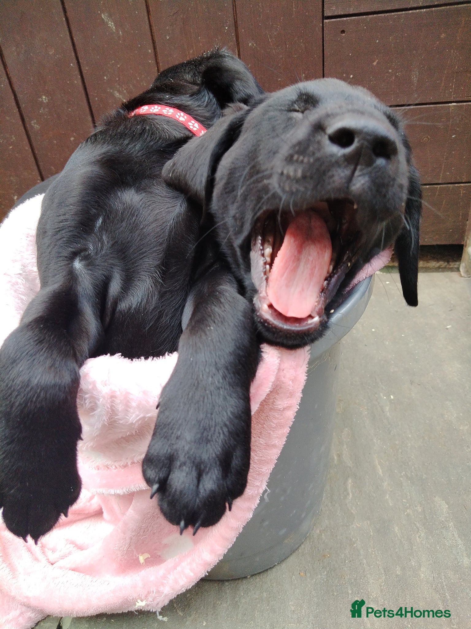 Labrador Retriever dogs Gorgeous  labrador retriever puppies for s - Advert 9