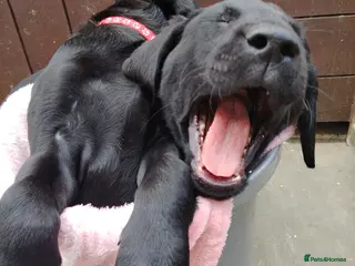 Labrador Retriever dogs Gorgeous labrador retriever puppies for s - Advert 9