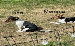 Jack Russell dogs for sale: Jack Russel Pups Short Legged - Image 7