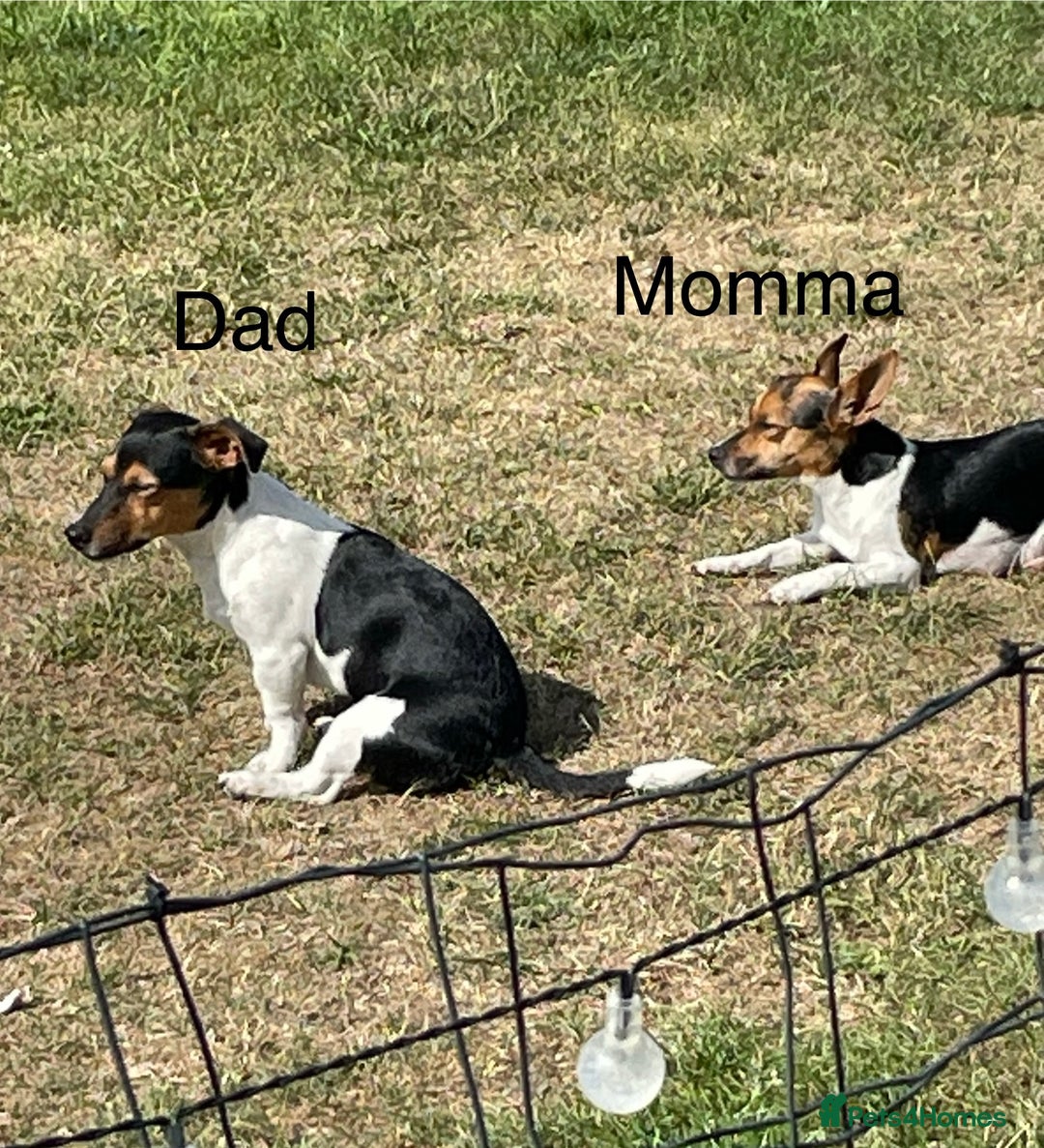 Jack Russell dogs for sale: Jack Russel Pups Short Legged - Image 7