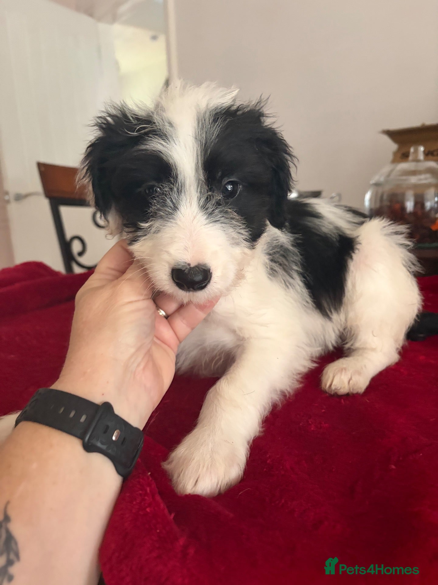 Mixed Breed dogs for sale: Bordoodles ready for there forever homes. - Advert 12