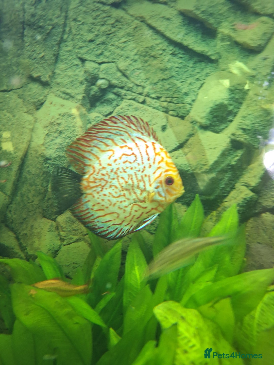 Discus fish for sale: Discus,  Well grown discus fish  - Image 9