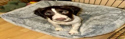 Sprocker dogs for sale: Beautiful Sprocker Girl - Advert 5
