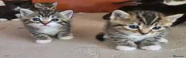 Mixed Breed Kitten 5