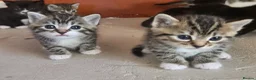 Mixed Breed cats for sale: Kittens - Advert 9