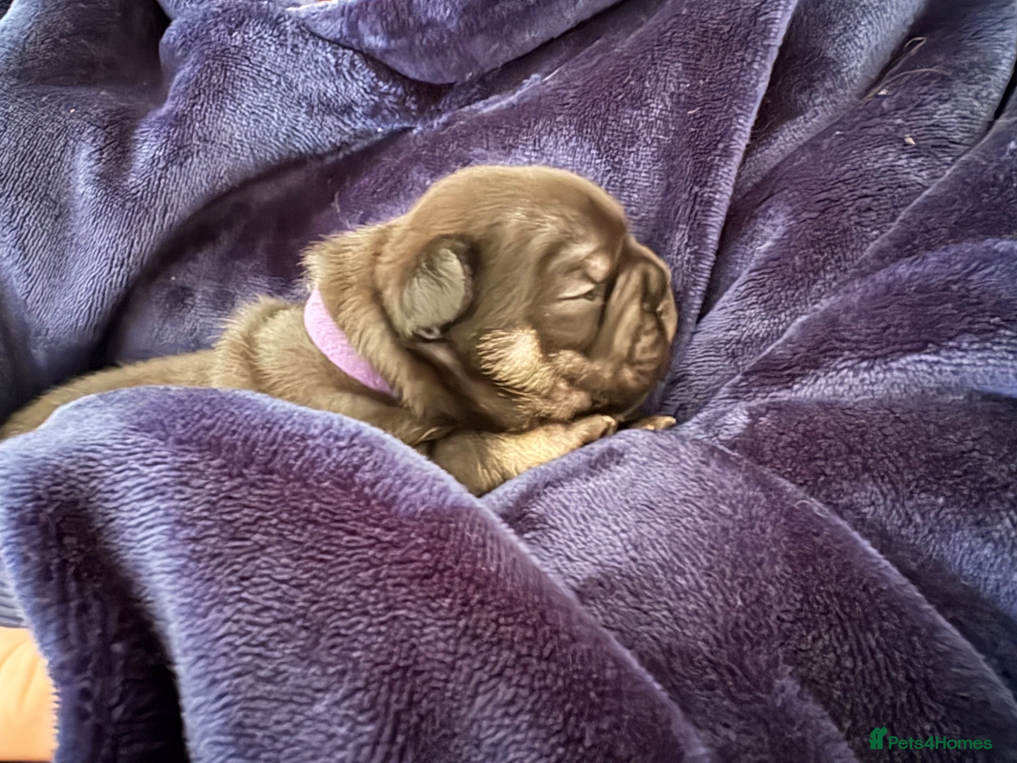 French Bulldog dogs 💙Pedigree French Bulldog- last male!💙 - Advert 1