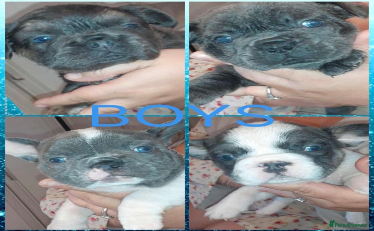 French Bulldog dogs - Advert 16
