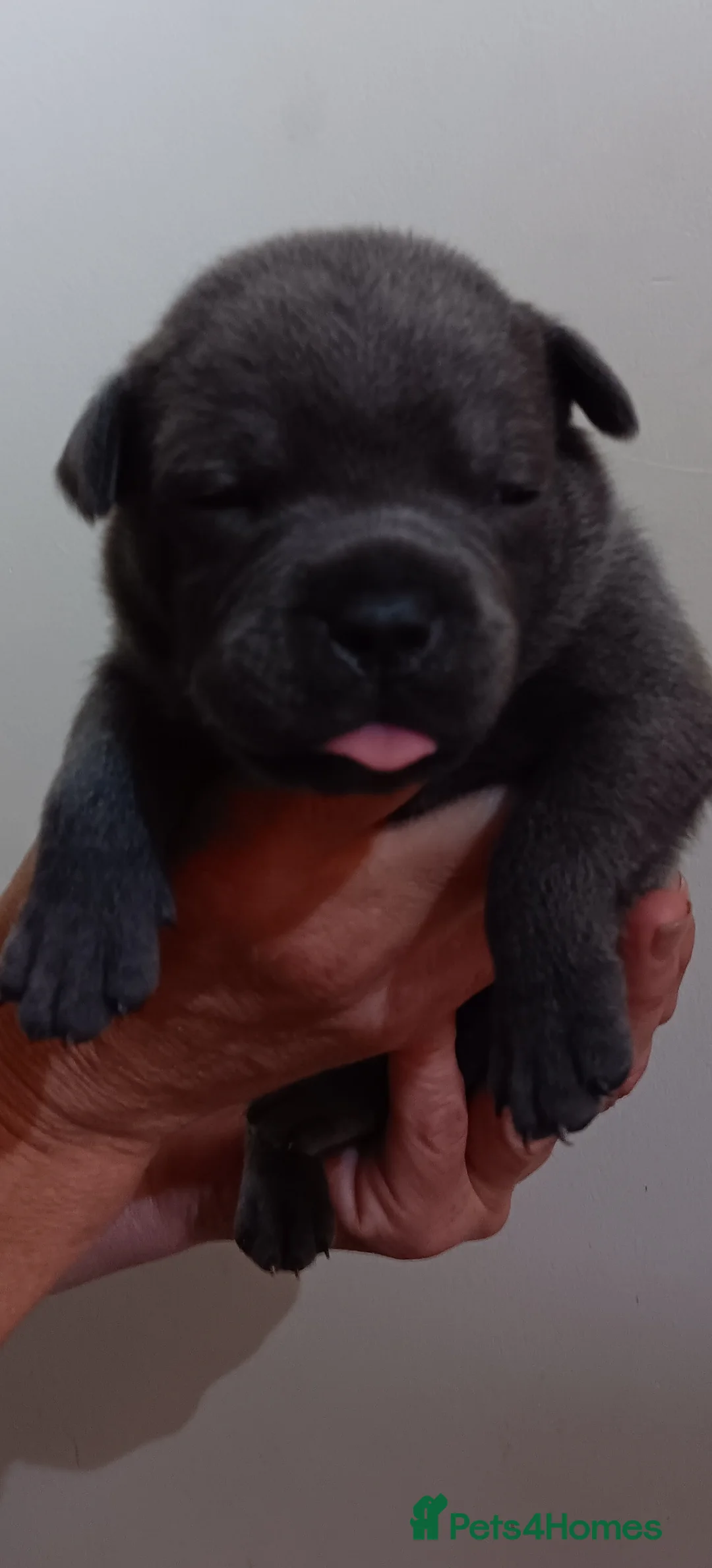 Staffordshire Bull Terrier dogs for sale: Blue Staffordshire bull terrier puppies  in Great Yarmouth - Advert 17