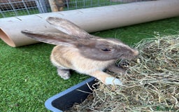 Mixed Breed rabbits for sale: Beautiful baby bunnies - Image 3