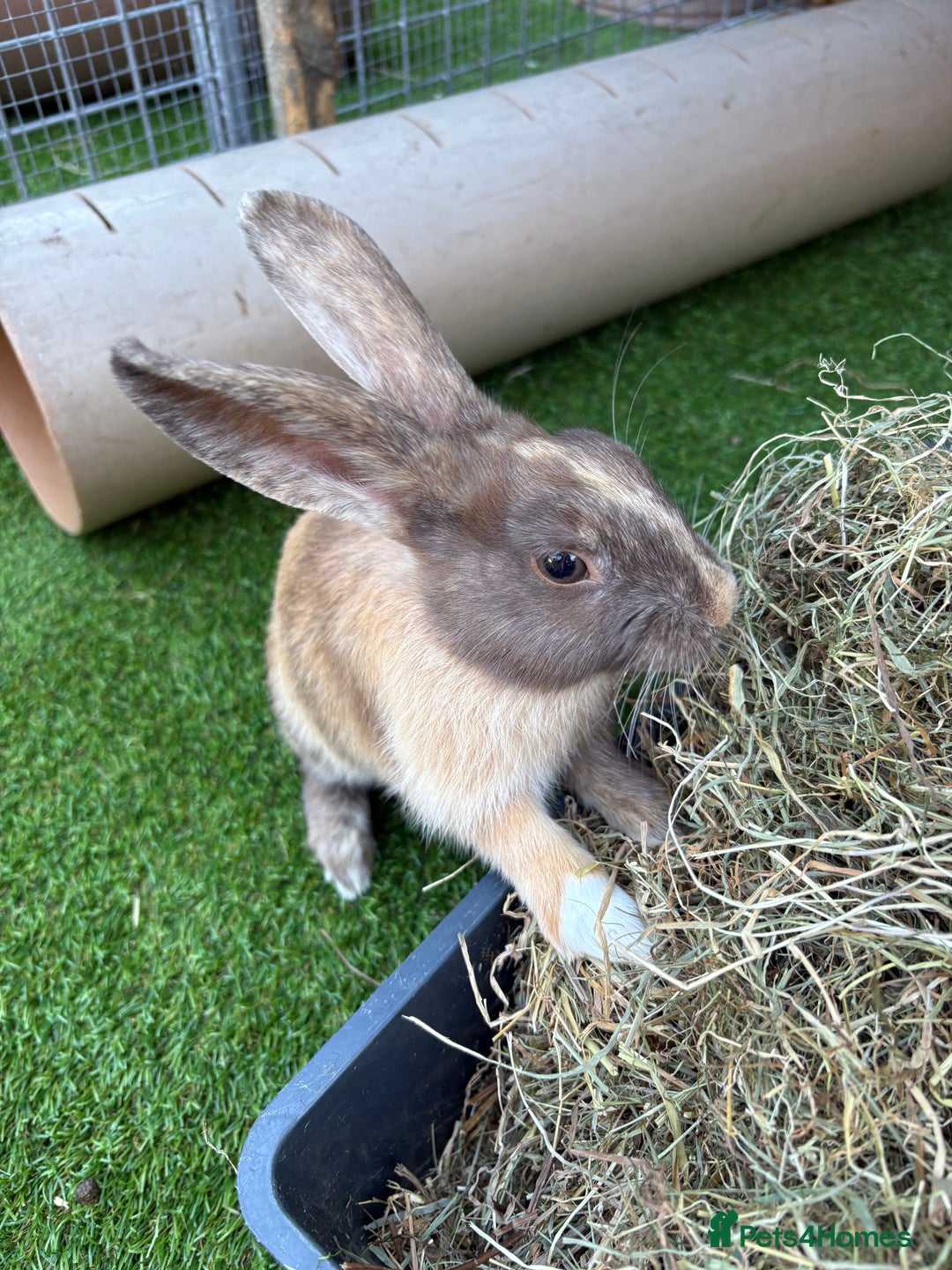 Mixed Breed rabbits for sale: Beautiful baby bunnies - Image 3