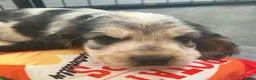 Cocker Spaniel dogs for sale: Stunning KC Show Cocker Spaniel Sable Puppies.  - Advert 22