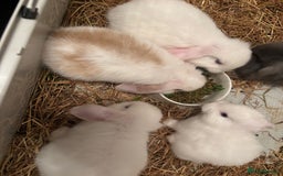 Dwarf Lop rabbits for sale: Baby bunnies - Image 1