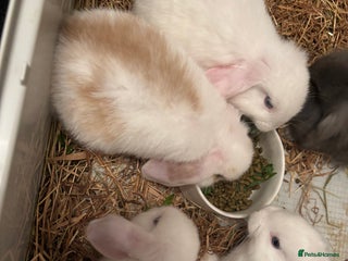 Dwarf Lop rabbits - Advert 30