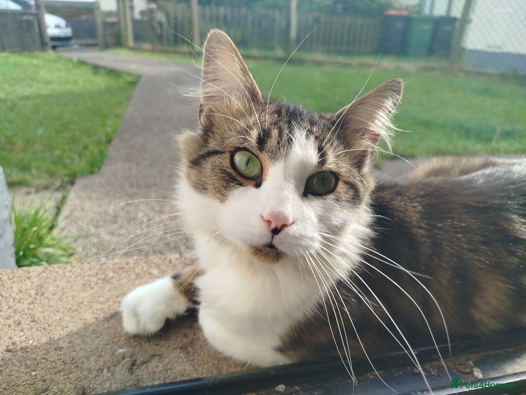 Maine Coon cats for sale: Maine coon mix- male 16months - Image 1