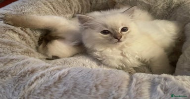 Ragdoll cats - Advert 16