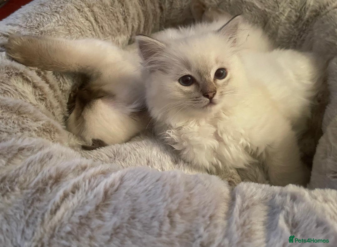 Ragdoll cats for sale: FULL PEDIGREE RAGDOLL KITTENS! READY BEFORE XMAS! - Image 3