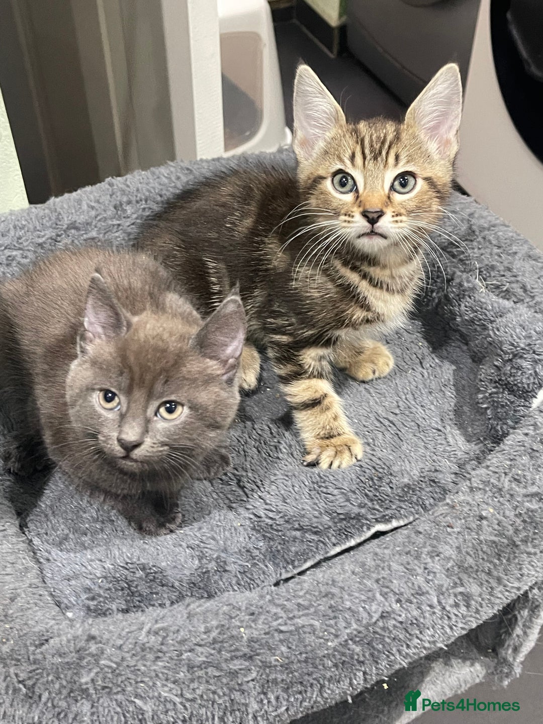 Mixed Breed cats for sale: ONE LEFT READY NOW - Image 2