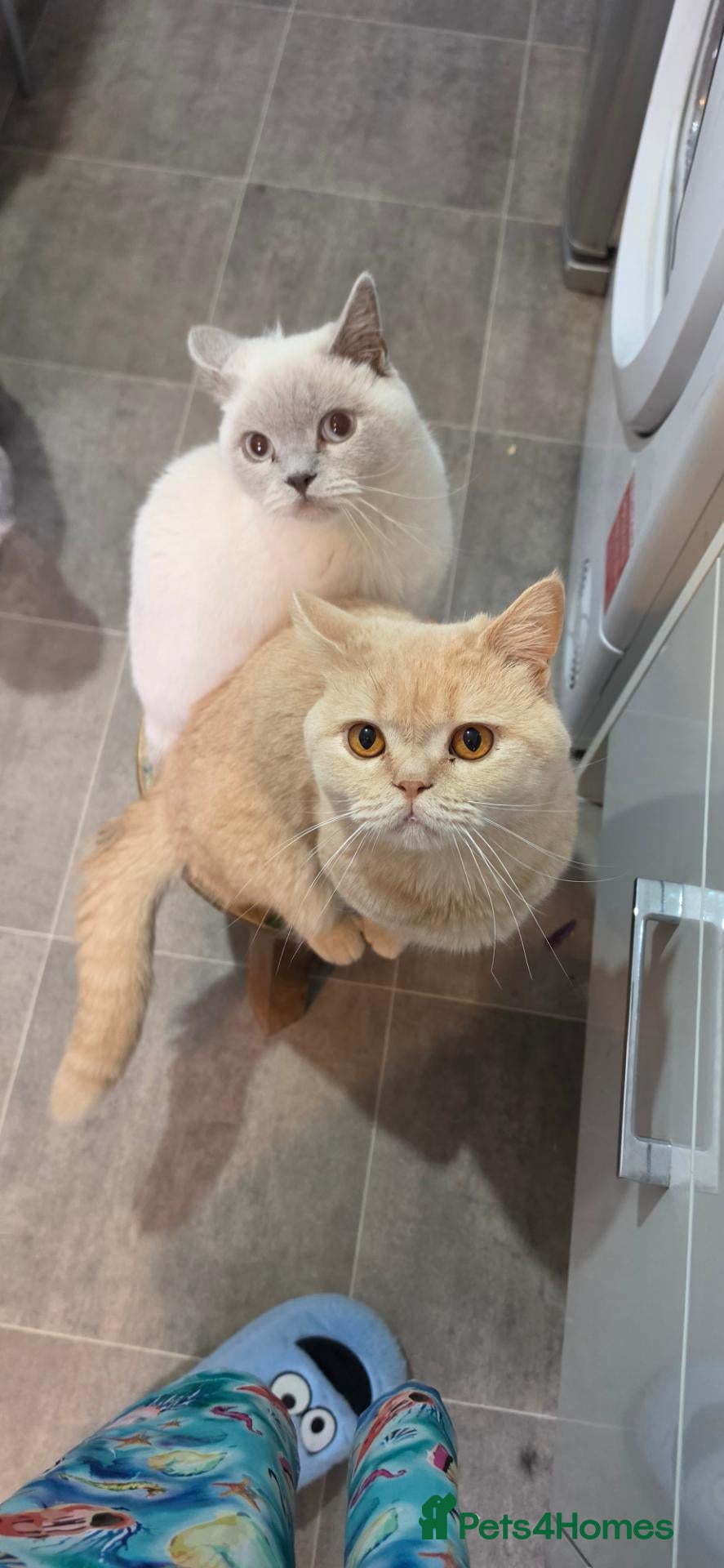 British Shorthair cats 2 British Shorthair borthers - Advert 2