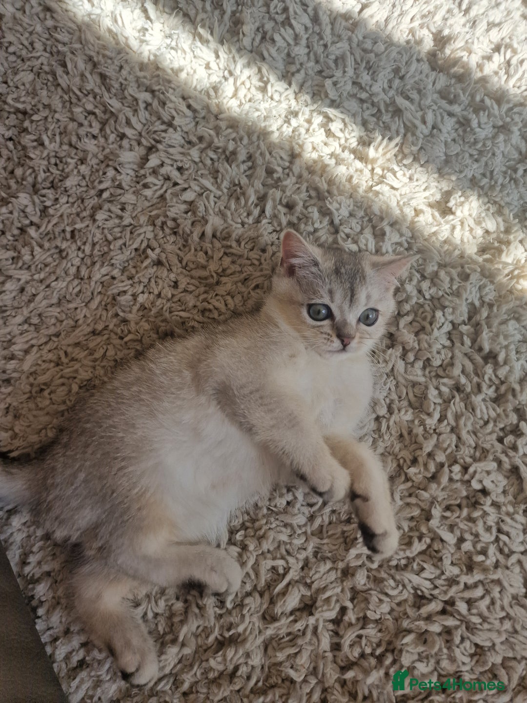 Scottish Fold cats for sale: Beautiful Scottish fold kittens - Image 5