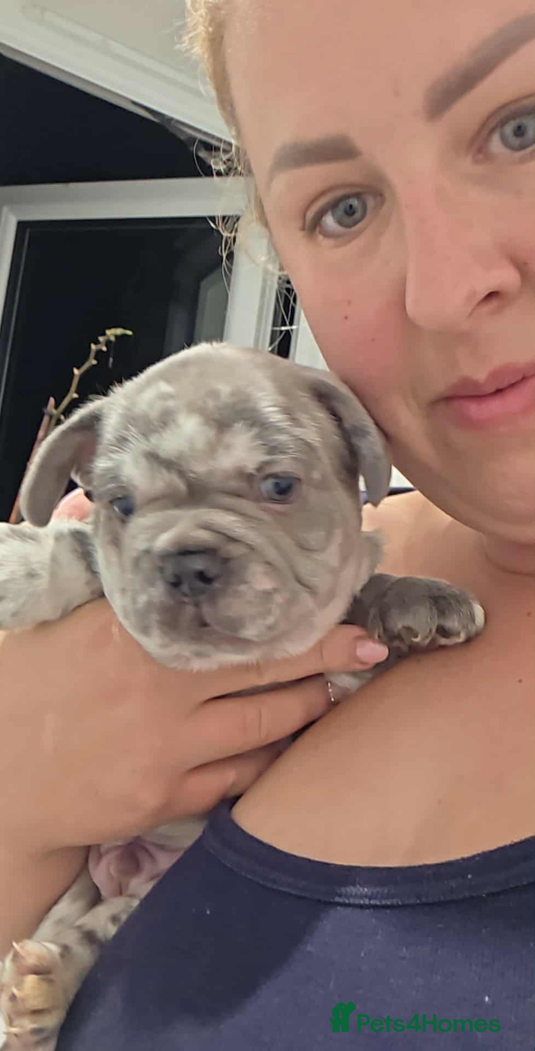 French Bulldog dogs for sale: French bulldog  - Image 10