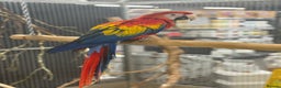 Macaws birds for sale: Vibrant handreared baby Scarlet Macaw  - Advert 2
