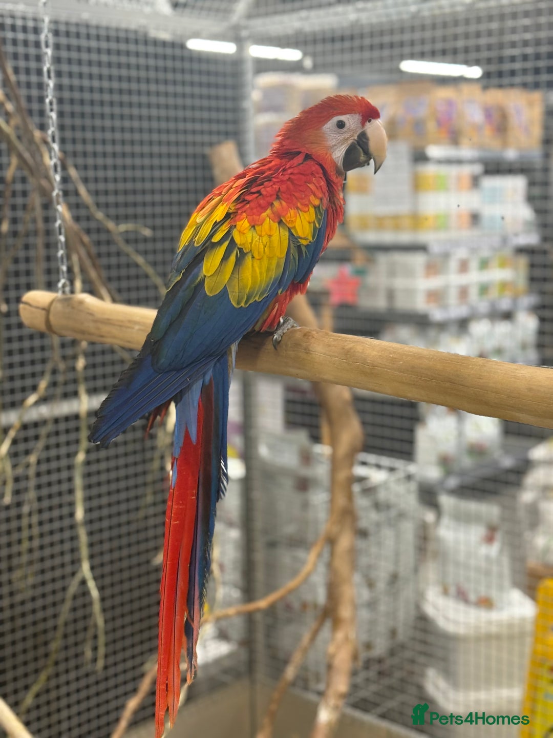 Macaws birds for sale: Vibrant handreared baby Scarlet Macaw  - Advert 2