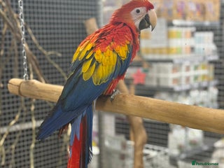 Macaws birds Vibrant handreared baby Scarlet Macaw - Advert 16