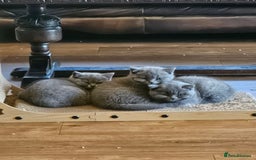 British Shorthair cats for sale: GCCF BSH Blue pedigree kittens for sale - Image 1