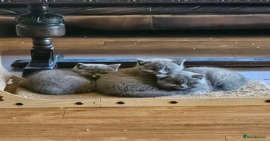 British Shorthair cats - Advert 2